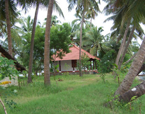 coconutisland