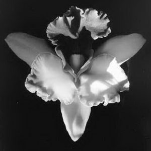 mappl orchid