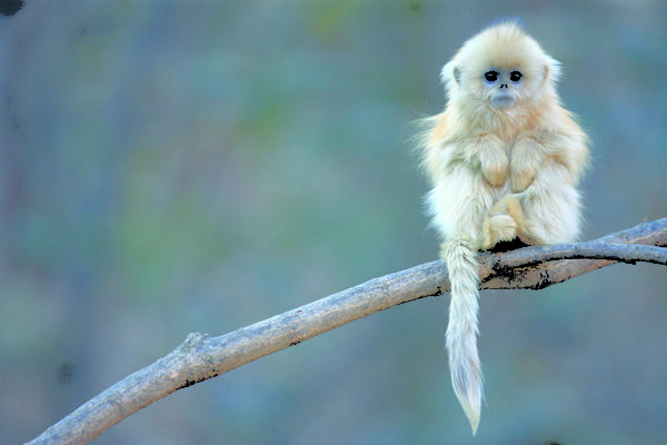 wildlife