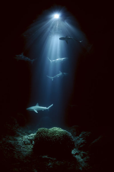 wildlife karxarias
