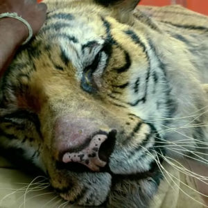 Lifeofpi3