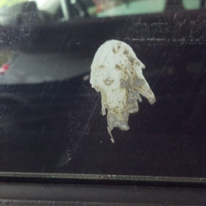 bird-poop-looks-like-a-woman