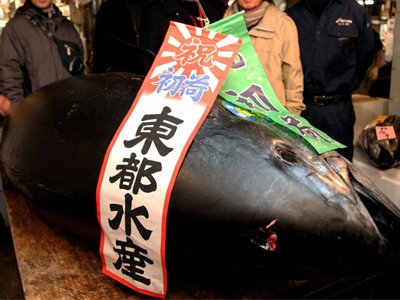 a-bluefin-tuna-sold-for-736000