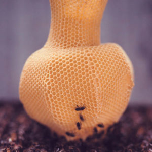 the-honeycomb-vase_tomas_libertiny