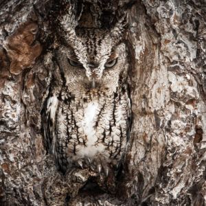 portrait-of-an-eastern-screech-owl