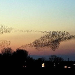 dolphin-bird-murmuration-perfect-timing