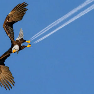 eagle-perfect-timing- mas psekazei o aetos