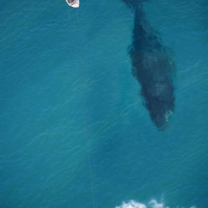 kite-surfing-with-whale-below-aerial-shot-from-above