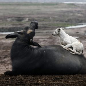 a-dog-rests-on-a-buffalo-near-a-river-in-pakistan