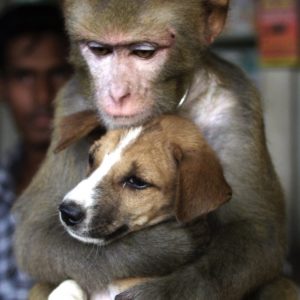a-monkey-bought-from-an-animal-trader-in-bangladesh-spends-hours-hugging-and-cuddling-this-puppy