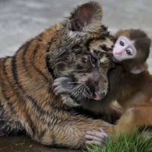 a-tiger-cub-and-a-baby-monkey-pal-around-at-a-zoo-in-china