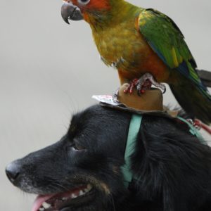 a-young-parrot-perches-itself-on-a-dog-dressed-in-a-hat