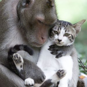 both-abandoned-in-thailand-the-monkey-even-checks-the-cat-for-lice