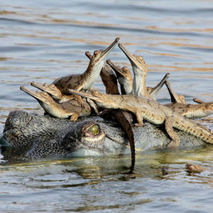 131106_WILD_PhotoContest_Gator