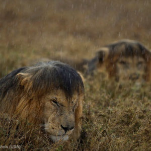 131106_WILD_PhotoContest_Lion