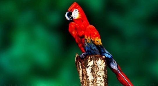 1 Parrot-web