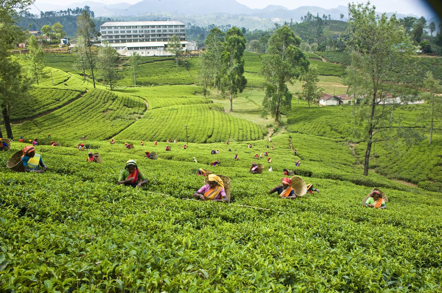 Dilmah-Tea-Garden