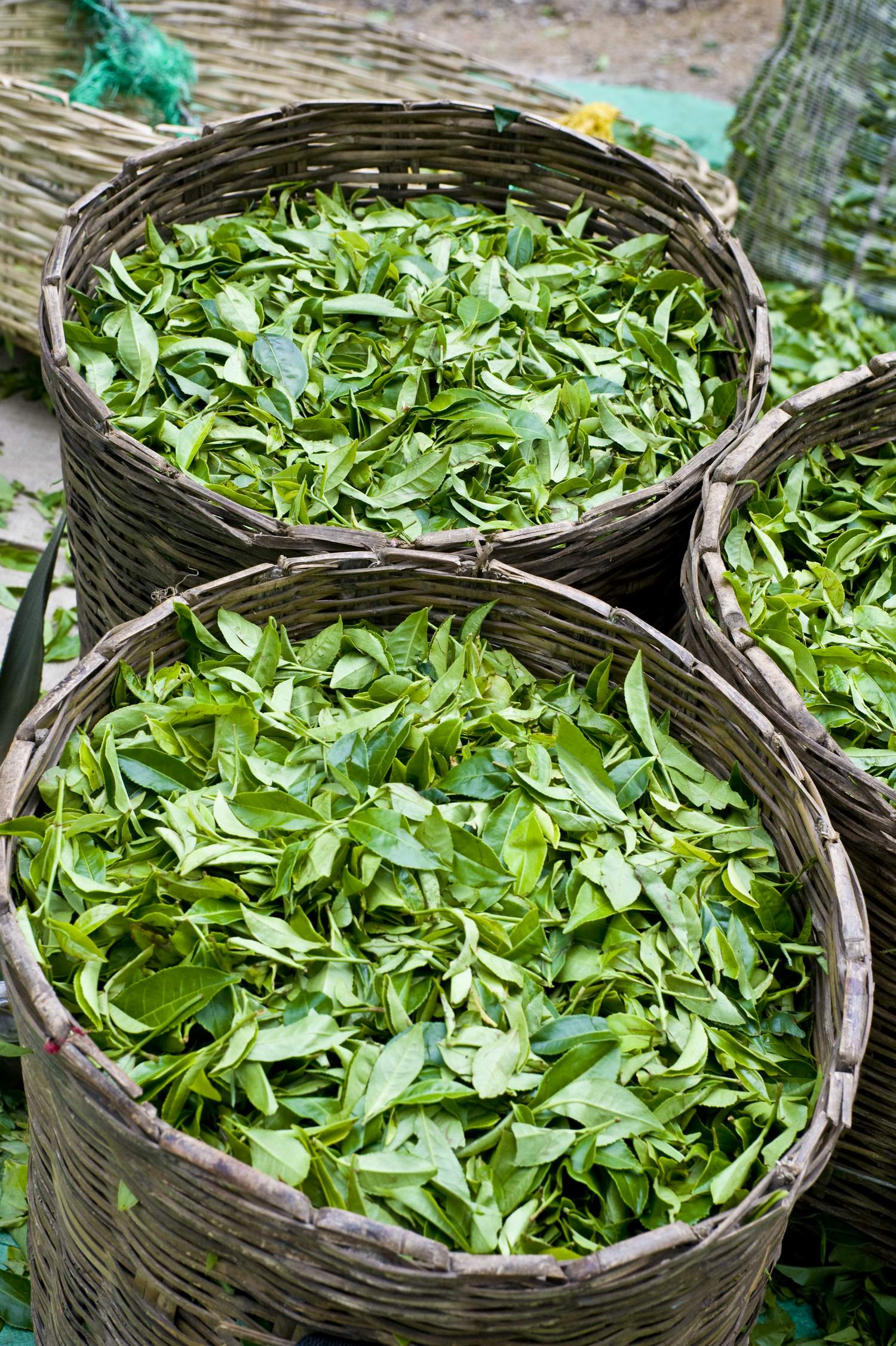 Freshly-picked-tea-leaves