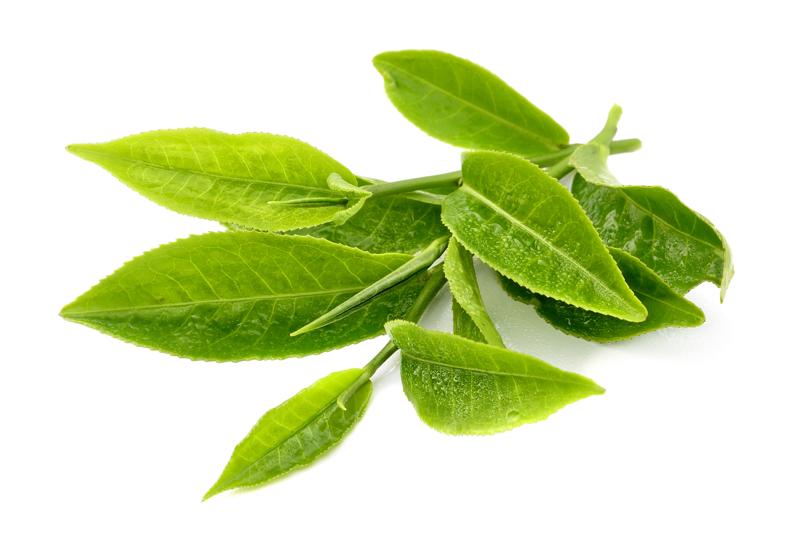 tea-leaf