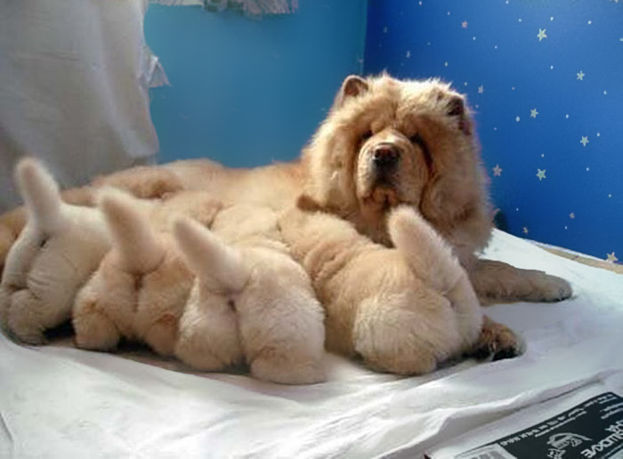 09dogs-with-their-babies-113  700