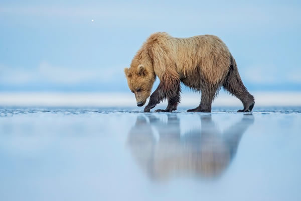 1Natural World Photograph by Kevin Morgans