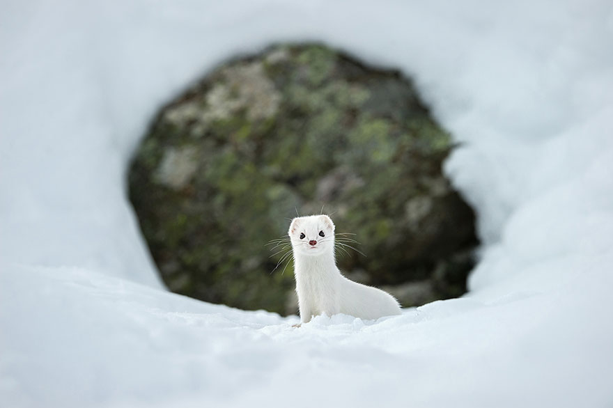 national geographic photo of the day internet favorites11