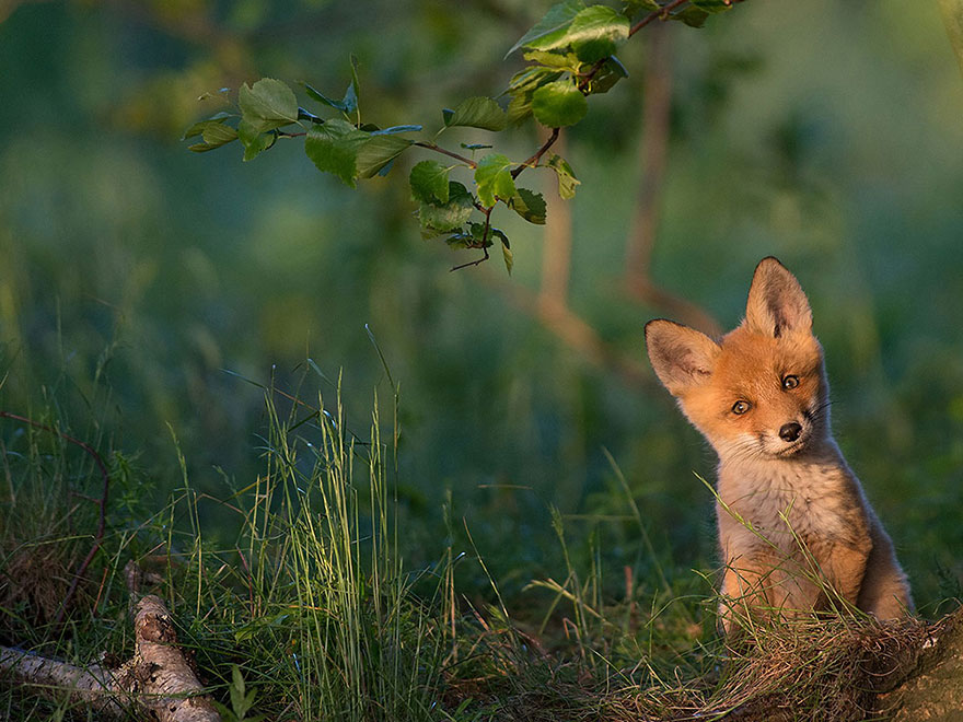 national geographic photo of the day internet favorites14