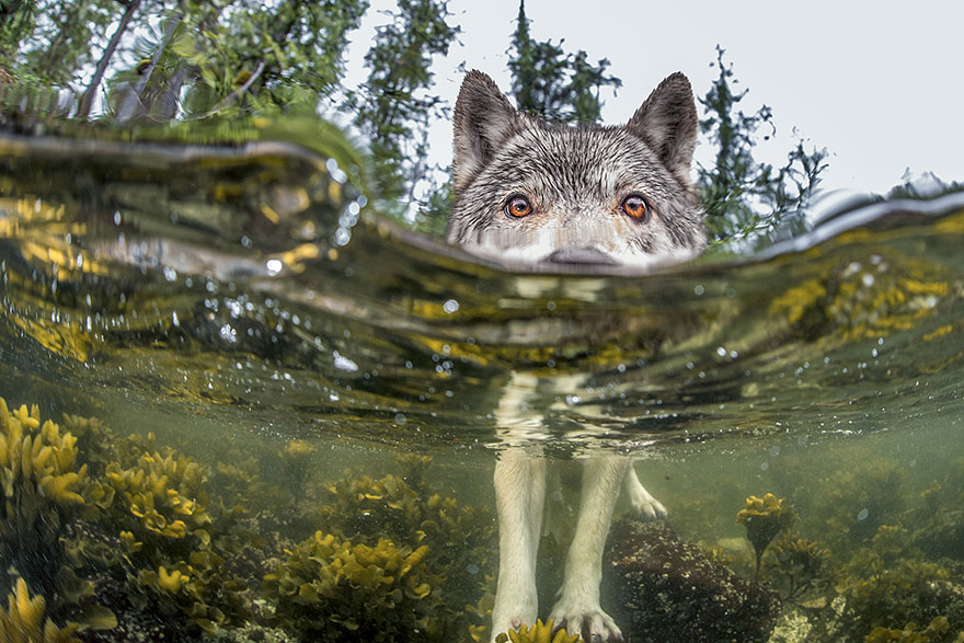national geographic photo of the day internet favorites5