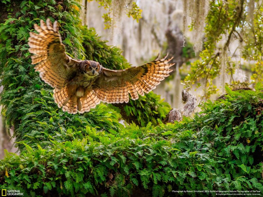 best photos national geographic contest 2016 13