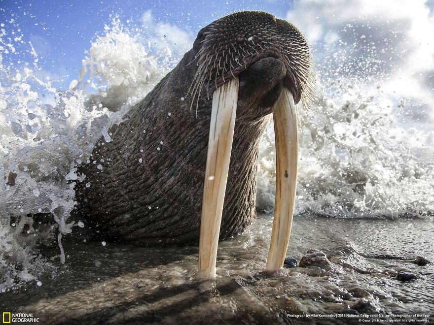 best photos national geographic contest 2016 14