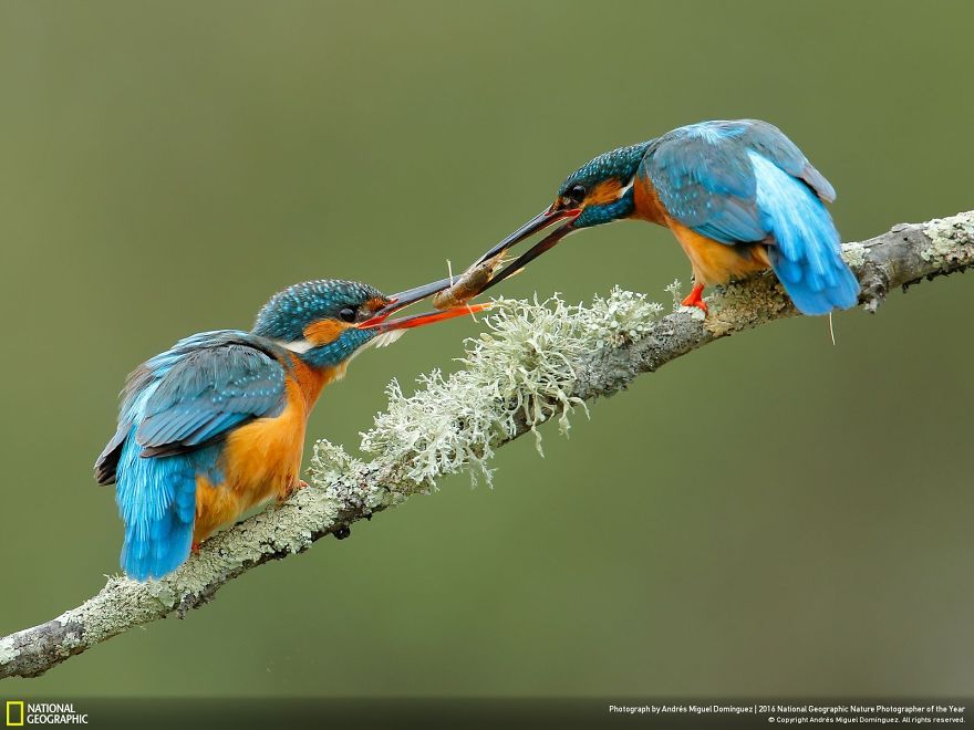 best photos national geographic contest 2016 17