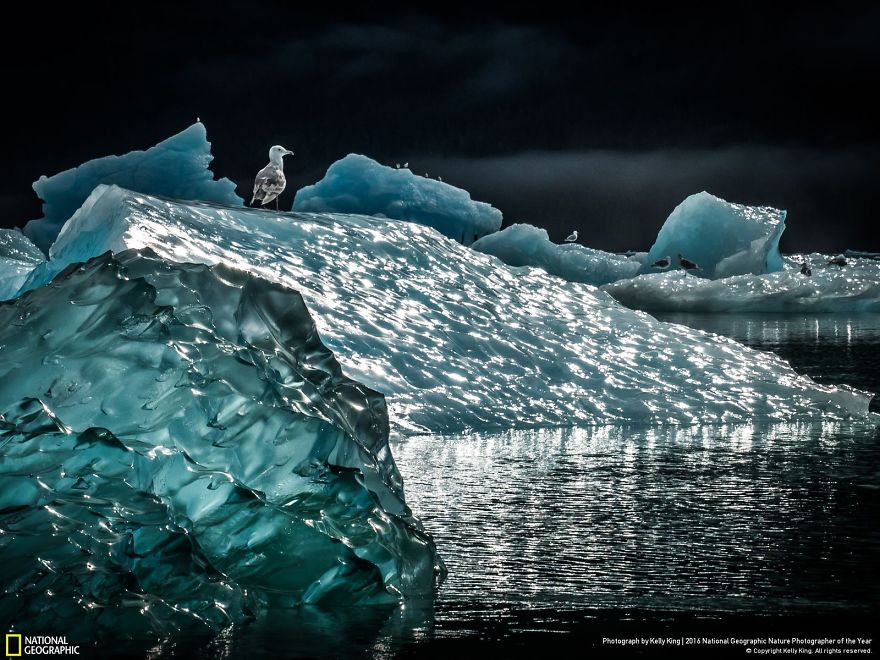 best photos national geographic contest 2016 6