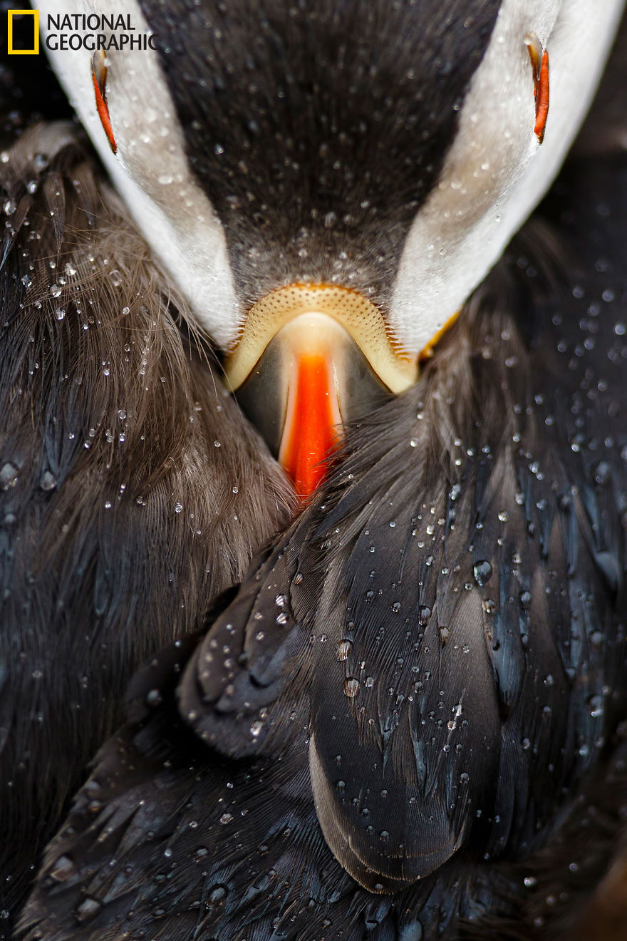 best photos national geographic contest 2016 7