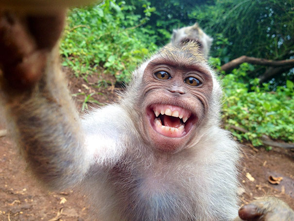 funny animal selfies 13