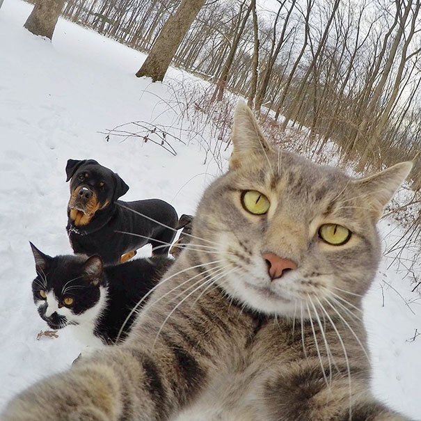 funny animal selfies 3