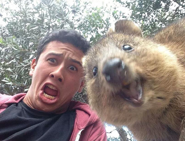 funny animal selfies 4