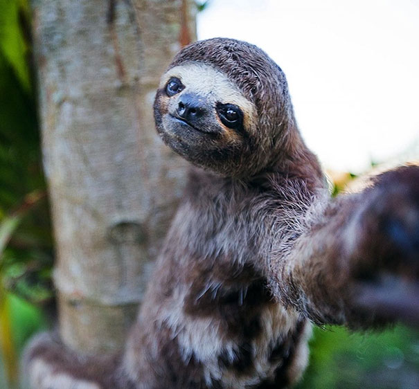 funny animal selfies 5