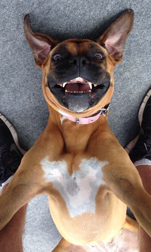 funny animal selfies 9