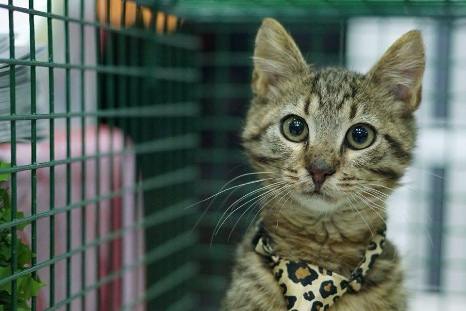 nine lives greece bazaar feb 2017 3