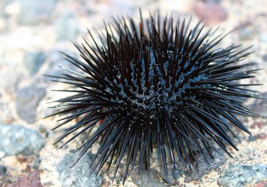 urchin