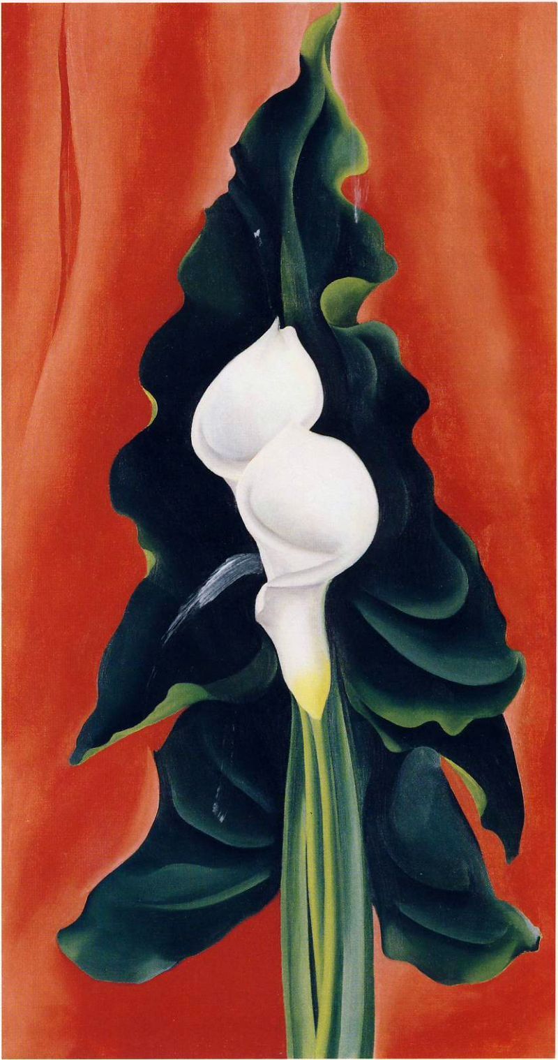 calla lillies on red 1928