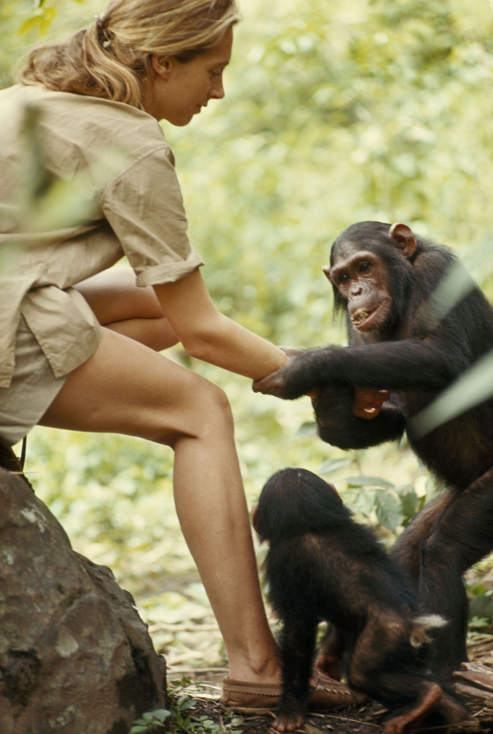 Девушка совокуплялась с. Джейн Гудолл и шимпанзе. Девушка и обезьяна. Девушка и шимпанзе.