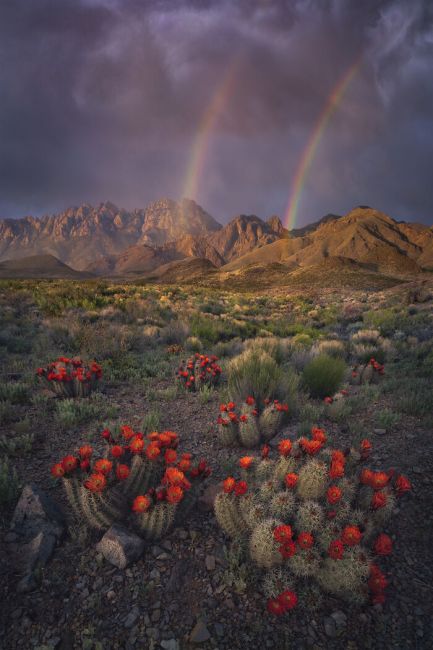 International Landscape Photographer of the Year 2020