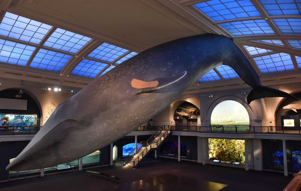 Η Μπλε Φάλαινα του Μουσείου Φυσικής Ιστορίας Νέας Υόρκης, Photo: D. Finnin, courtesy of: American Museum of Natural History