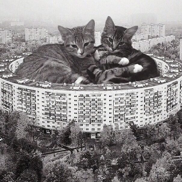 Credits: cats_of_brutalism