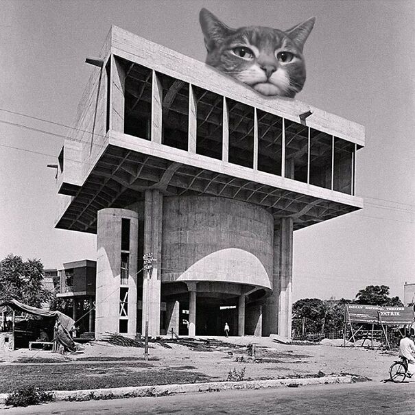 Credits: cats_of_brutalism