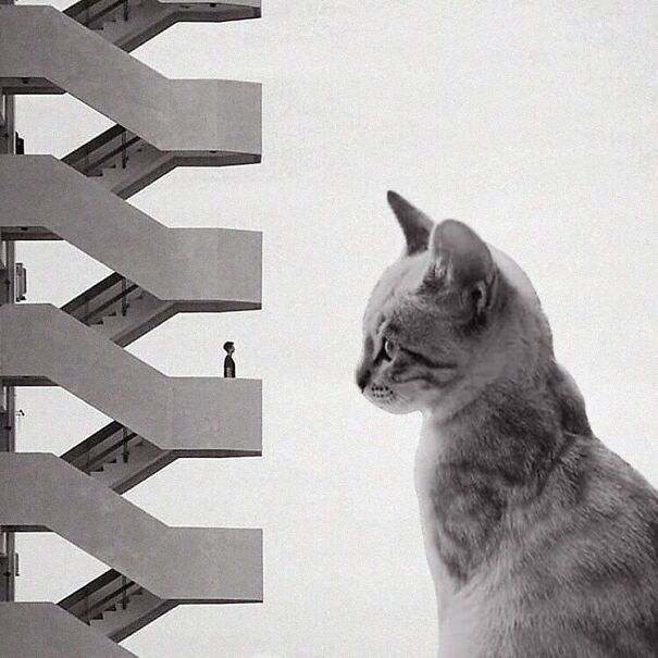 Credits: cats_of_brutalism