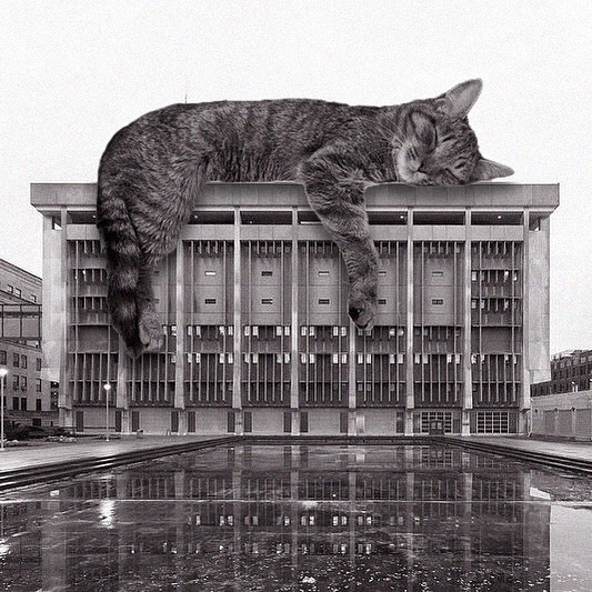 Credits: cats_of_brutalism