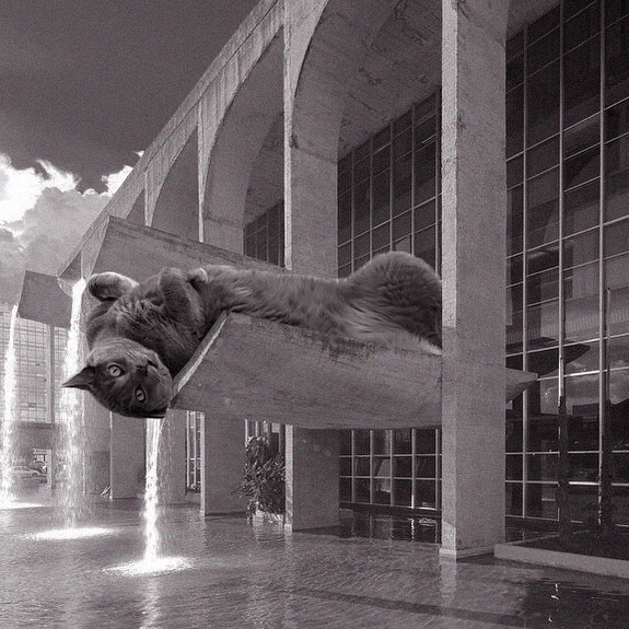 Credits: cats_of_brutalism
