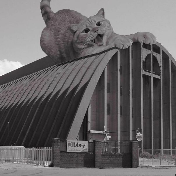 Credits: cats_of_brutalism